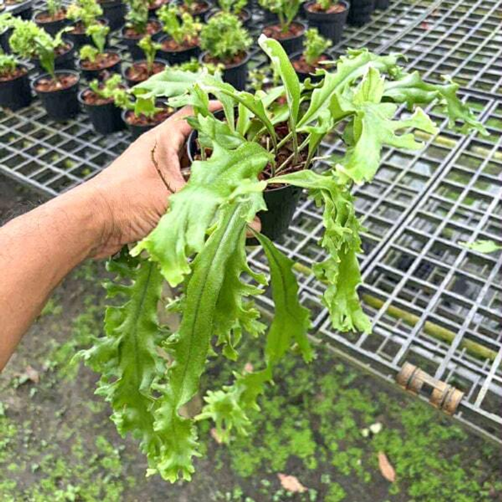 Пиррозия P.LONGIFOLIA MUT NEW FORM