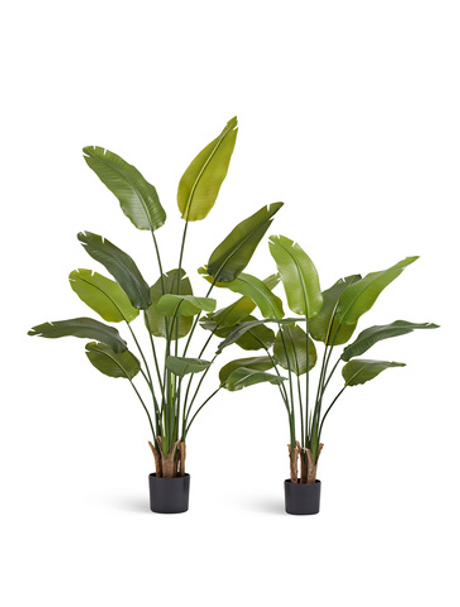 Стрелиция New Style (Sensitive Botanic) 110 см