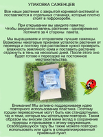 Дёрен белый Элегансима кустарник многолетний