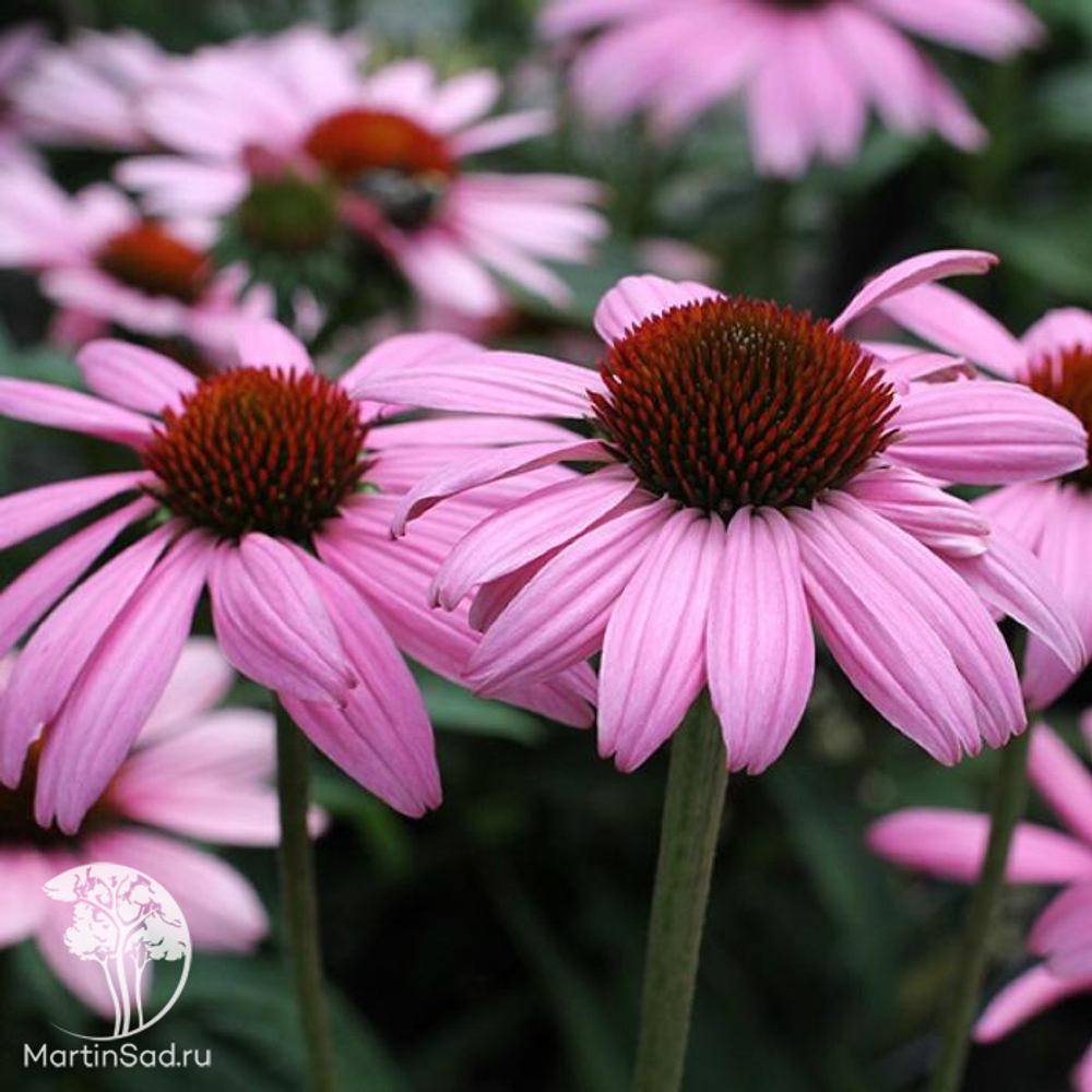 Эхинацея пурпурная Прейри Сплендор Дип Роуз С2