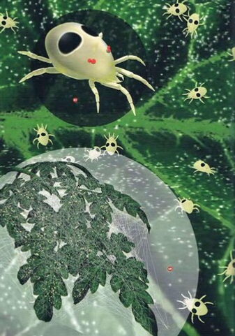 Главы из книги Ульяма Тексье «Гидропоника для всех» Недостаточность, вредители... и тому подобное...