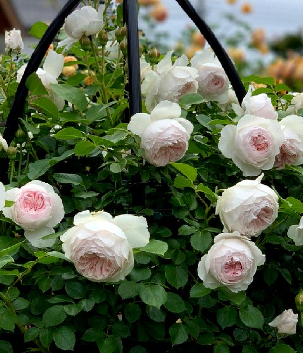 Роза Герцогиня Кристина штамб 80 см Закупка М21 весна 2026