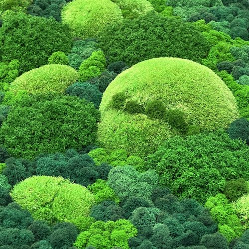 Стабилизированный мох и растения