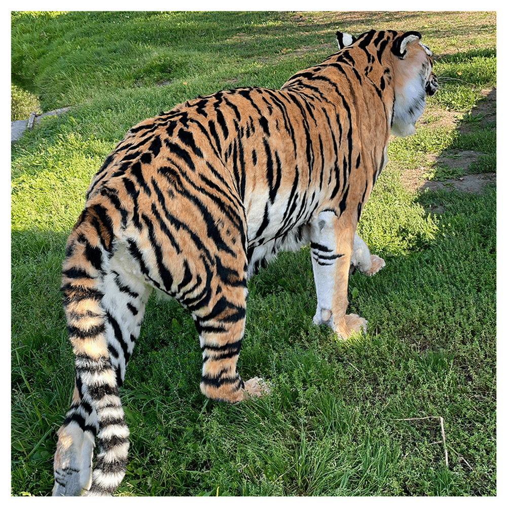 Реплика «Амурский тигр»