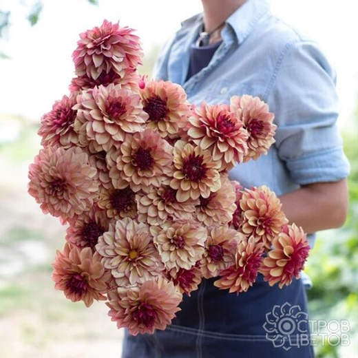 Георгин Crème de Cognac (корень) Закупка М55 апрель 2026