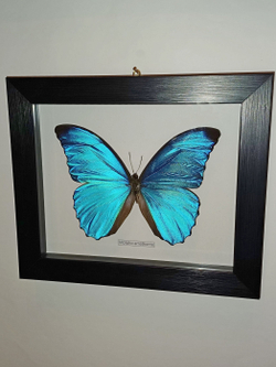 Бабочка Morpho amathonte в рамке