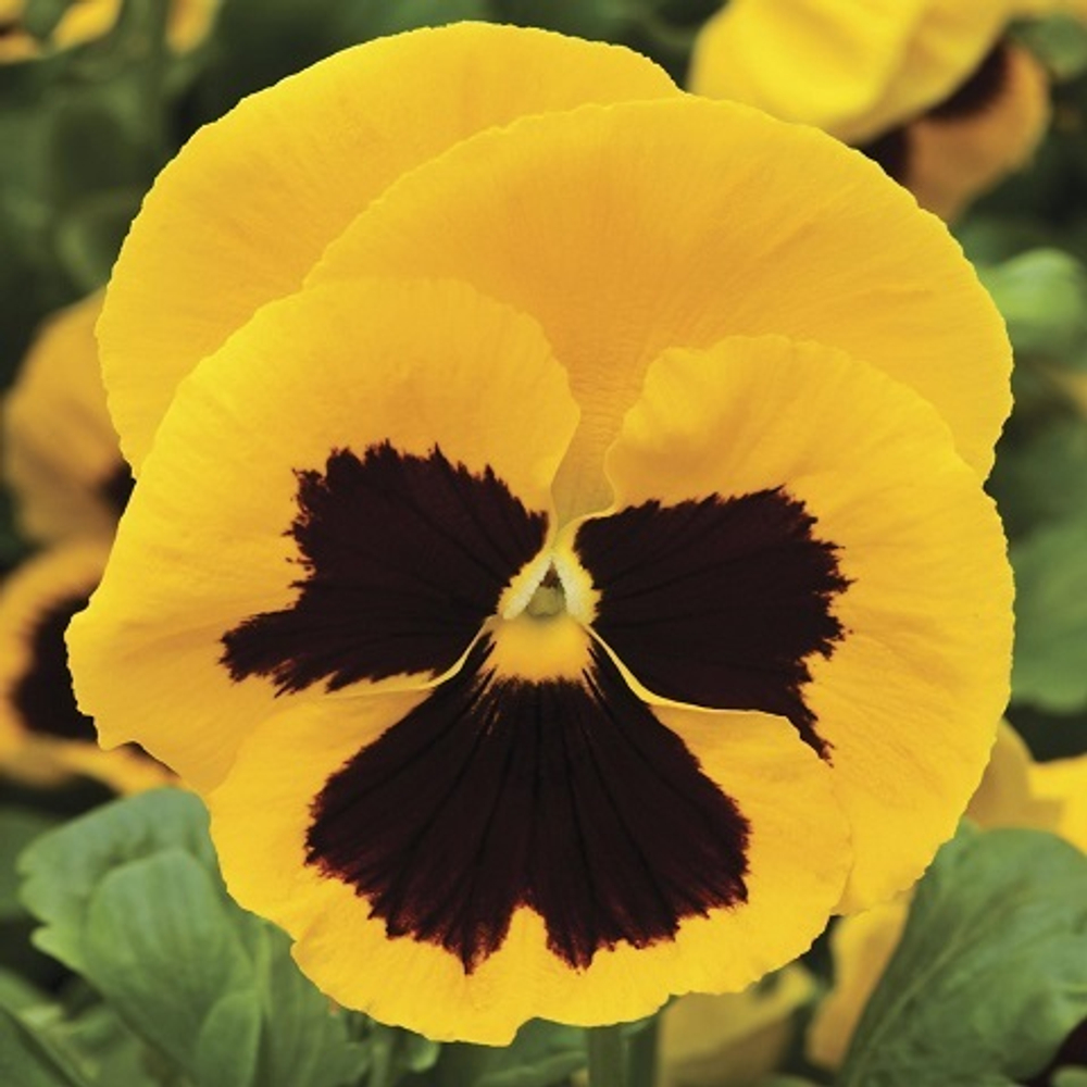 Виола желтая с пятном (Yellow Blotch) (6шт)