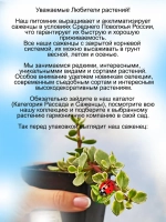 Портулакария Арфа Вариегата суккулент