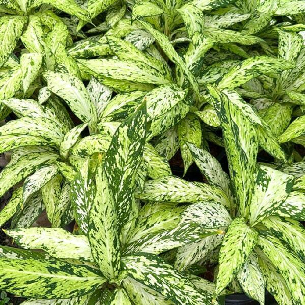 Диффенбахия STAR BRIGHT (2 ствола)