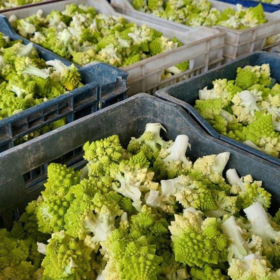 Вероника F1 семена капусты цветной (Bejo / Бейо) продукт – фото 5