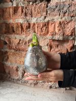 Амариллис луковица - цвет серебро