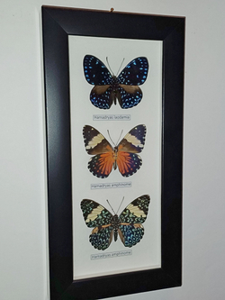 Бабочки Гамадриасы в рамке