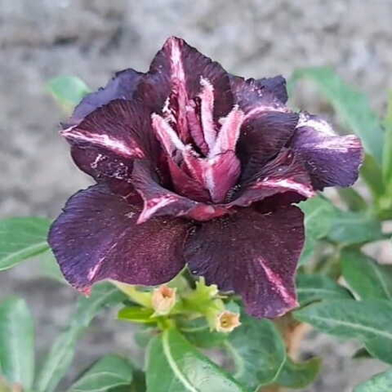 Адениум COMET