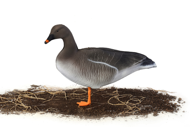 Гусь гуменник S-XPE мод. G6112X