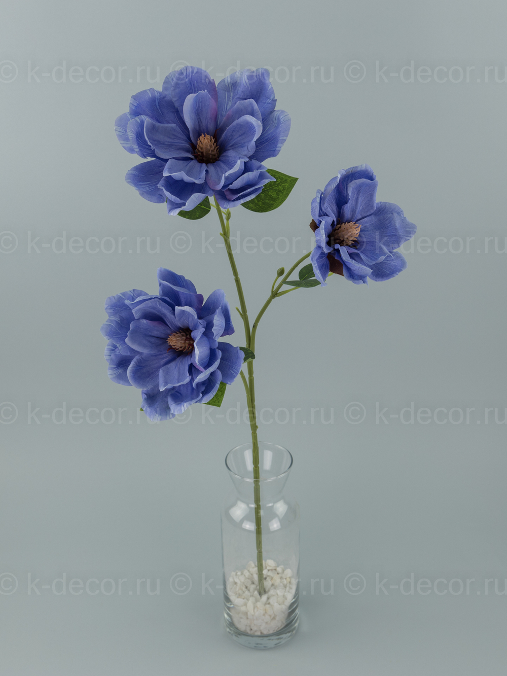 Магнолия Королевская синяя