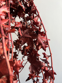 Плющ стабилизированный бордовый