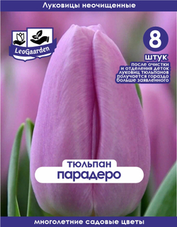 Тюльпан Луковица, Парадеро, 8+шт