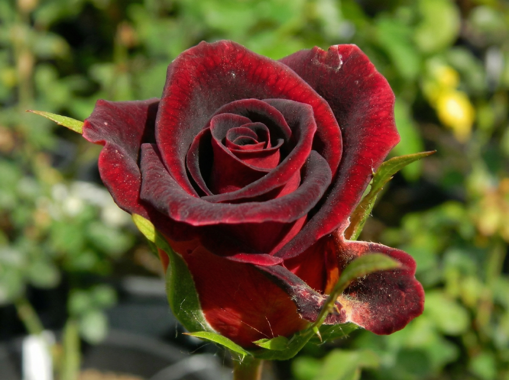 Роза чайно-гибридная Чёрная Магия (Black Magic)