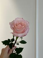 Роза одноголовая в розовом оттенке