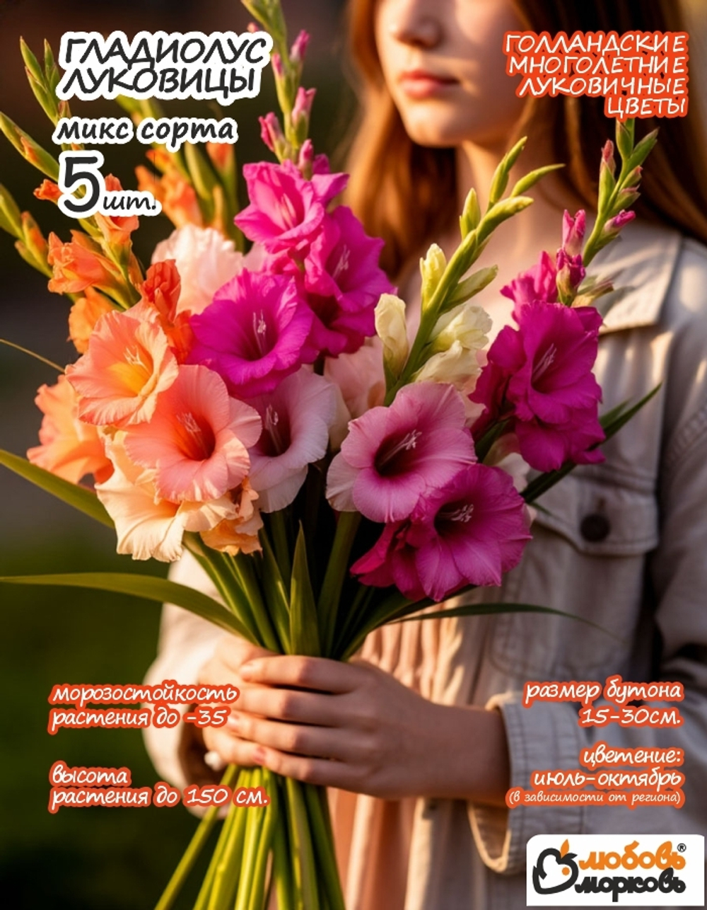 Гладиолус Луковица, Микс сортов, разбор 14+, 5шт