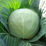 Магнус F1 семена капусты белокочанной (Hazera / Хазера)