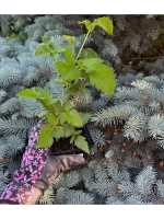 Ежевика "ЧЕСТЕР"