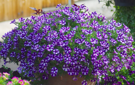 Петуния Mini Vista Violet Star ЕВРО укорененный черенок ФЕВРАЛЬ 26