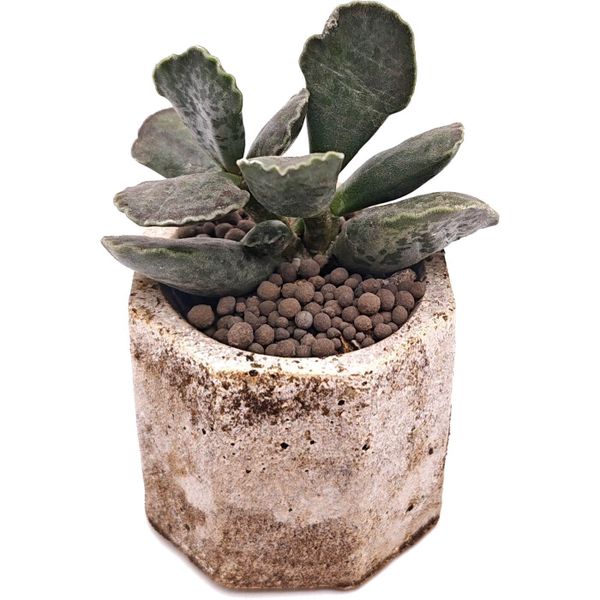 Живой суккулент в горшке ручной работы 508205 D5,5