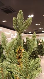 Искусственная ель на ножке «Датская» (Литая хвоя) высота от 1.2 м до 2.4 м