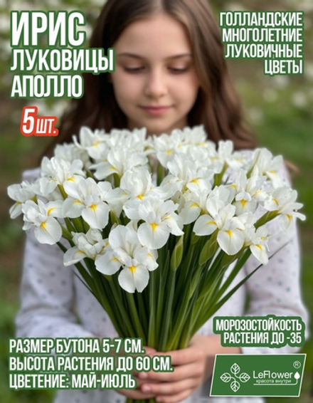 Ирис луковицы 5шт., Аполло