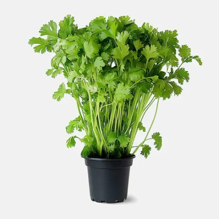 Кинза в горшочке 30г