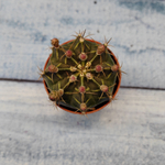 Gymnocalycium Friedrichii (Гимнокалициум)