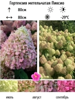 Саженец Пиксио гортензия метельчатая