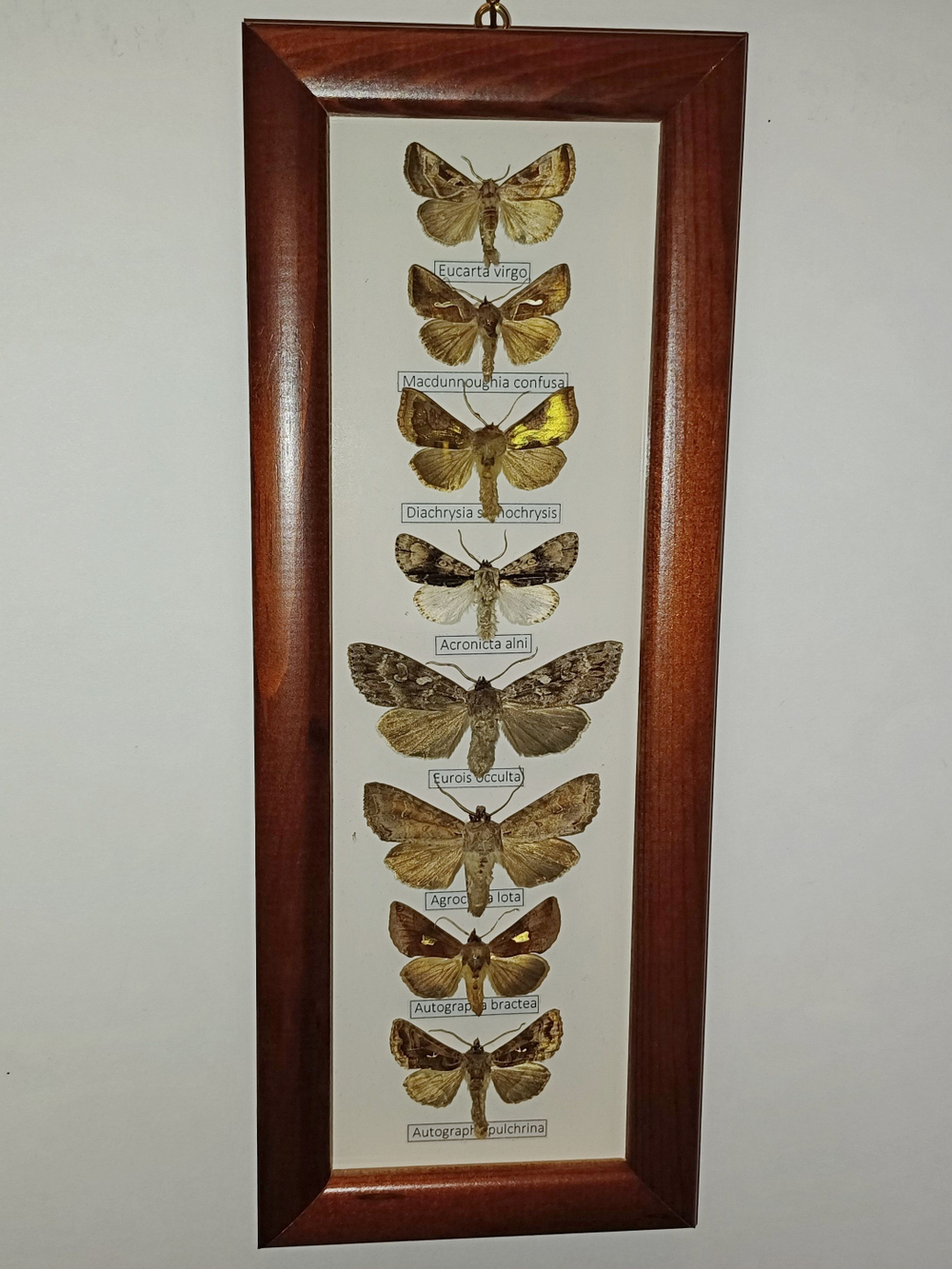 Бабочки Совки в рамке