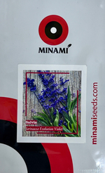 Сальвия (шалфей) мучнистая Эволюшн Виолет 23шт.