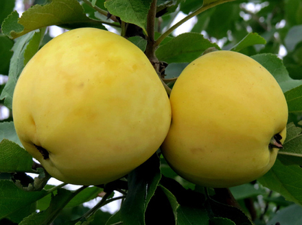 Саженец яблони «Свердловчанин» (Зимняя, Аналог Симиренко)