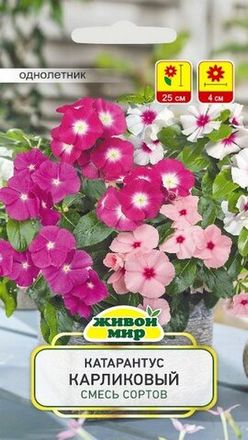 Катарантус