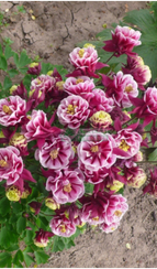 Аквилегия ГИБРИДНАЯ МАХРОВАЯ WINKY DOUBLE RED-WHITE