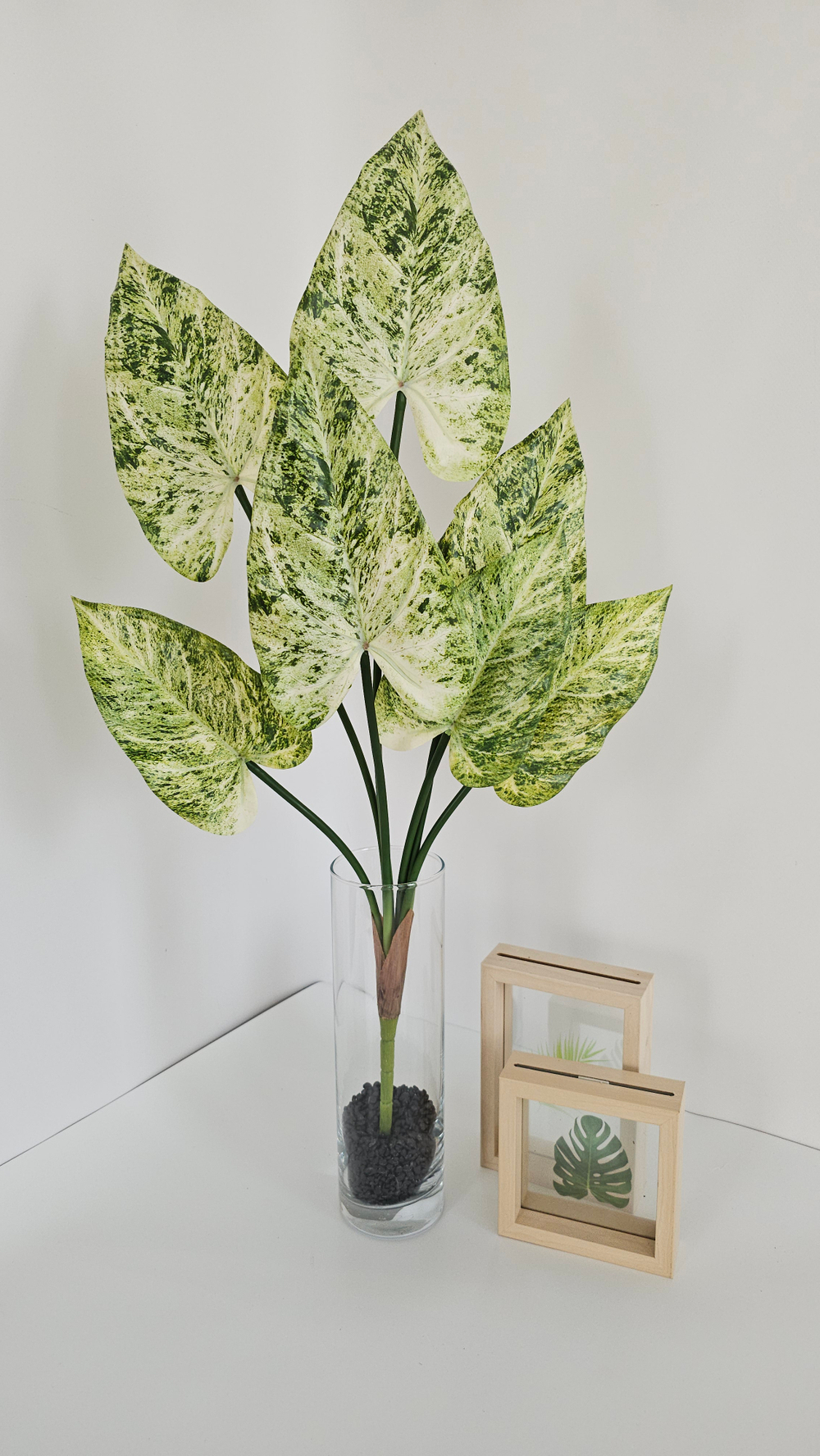 Каладиум / Арт 6382