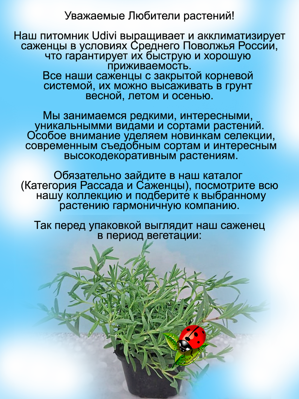 Гипсофила ползучая белая почвопокровная
