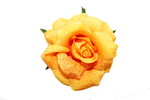 Роза флористическая