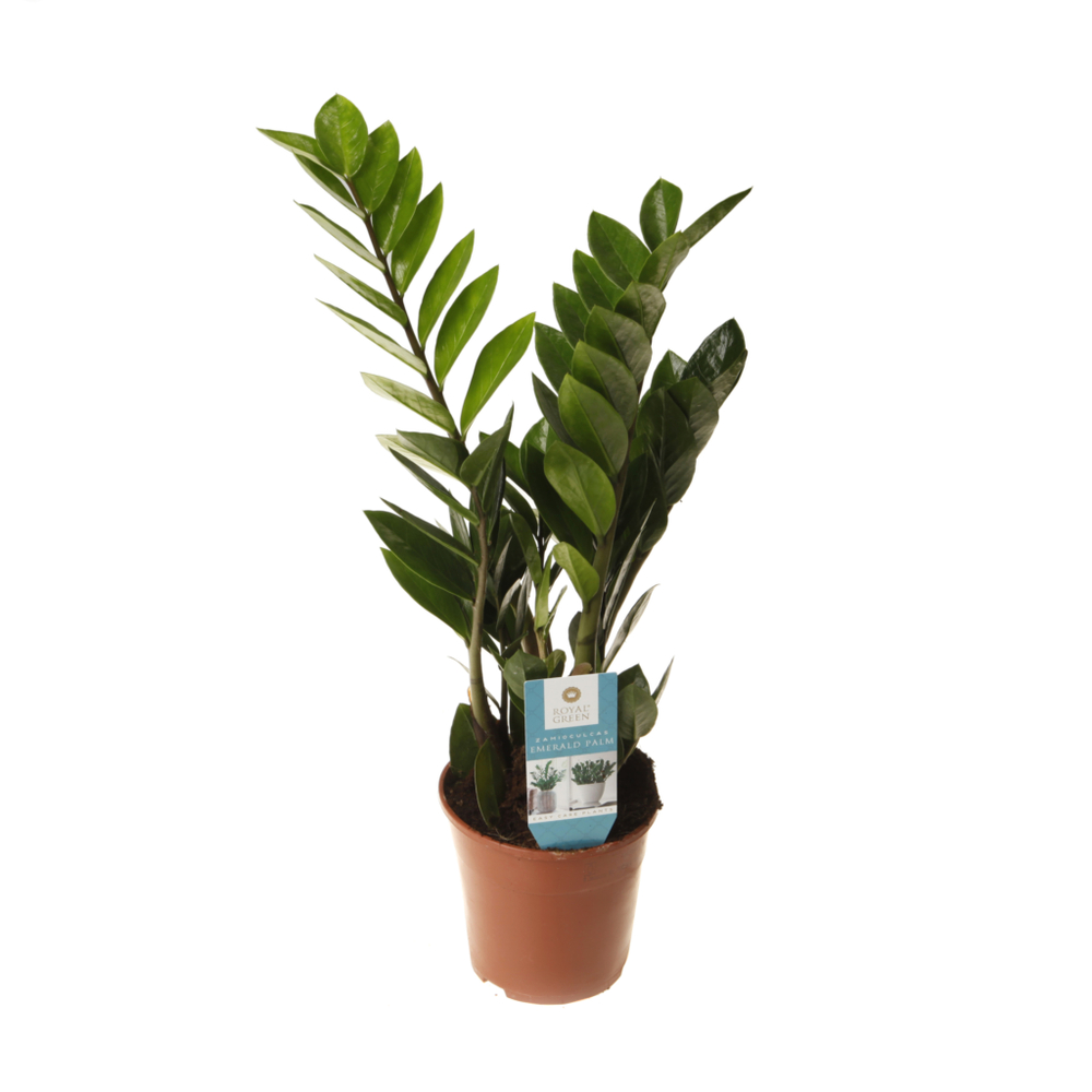 Замиокулькас