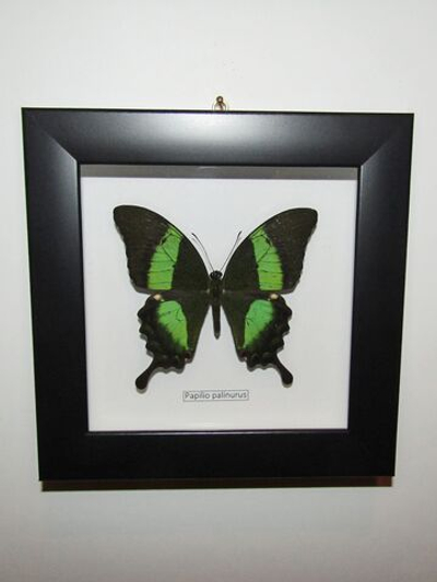 Бабочка Papilio palinurus в рамке