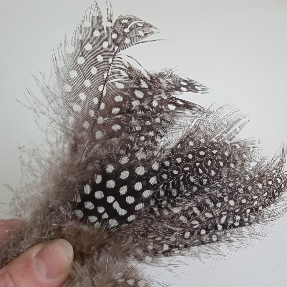 Перья цесарки натуральные 2 сорт 15 шт.