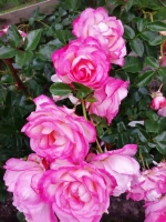 Роза плетистая Арлекин