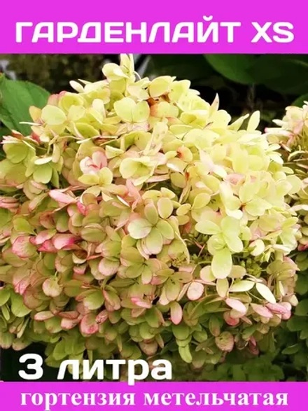 Гарденлайт XS гортензия метельчатая