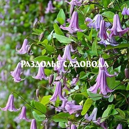 Клематис витицелла Фейри Беллс