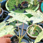 Колоказия PINK KINNAREE