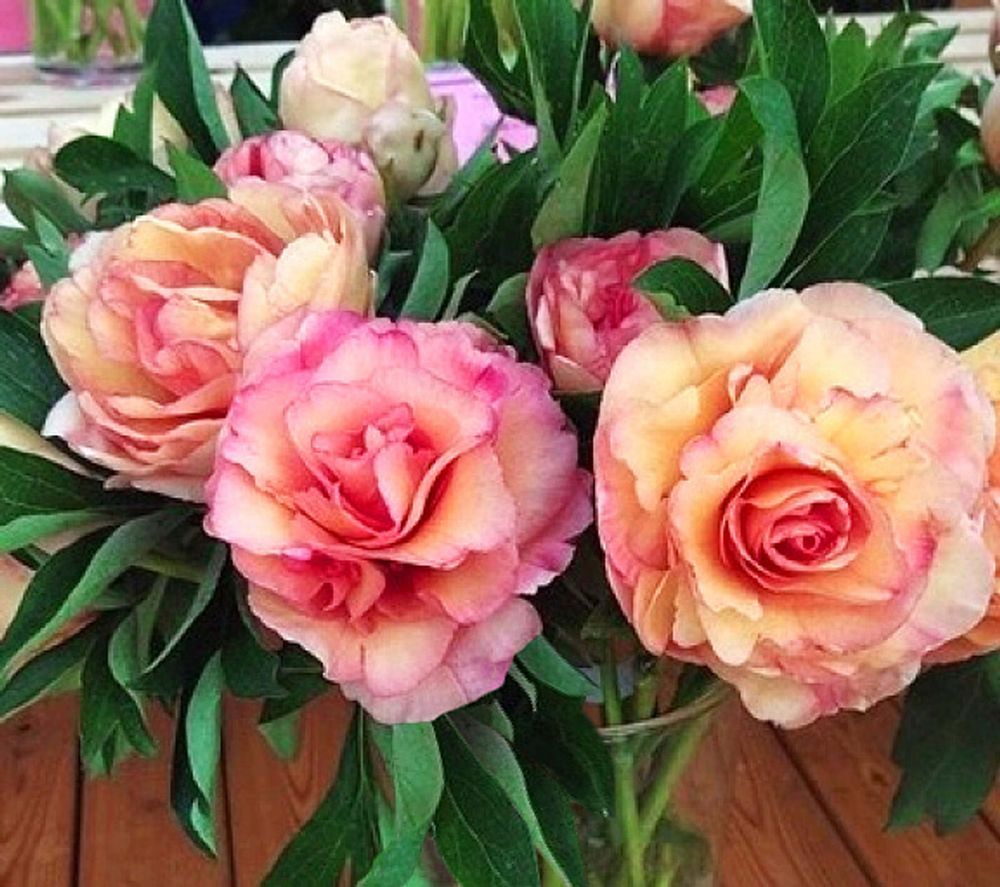 Пион Канари Бриллиантс 3-5 почек Закупка М81 октябрь 2026