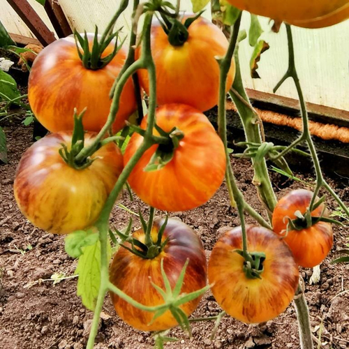 Помидоры Алисины Грёзы - Alices Dream